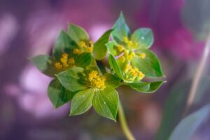 Propiedades del Rhodiola Rosea