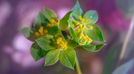 Propiedades del Rhodiola Rosea