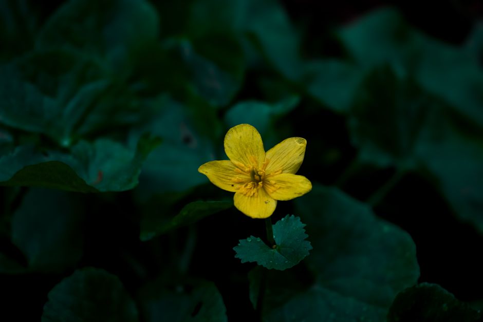st john's wort — Simon Ridder