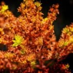 Herbolaria natural para el tratamiento de la depresión st john's wort — SUKHEE LEE