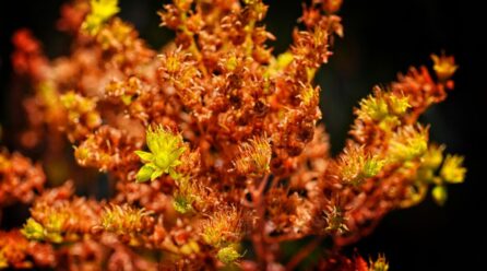 Herbolaria natural para el tratamiento de la depresión