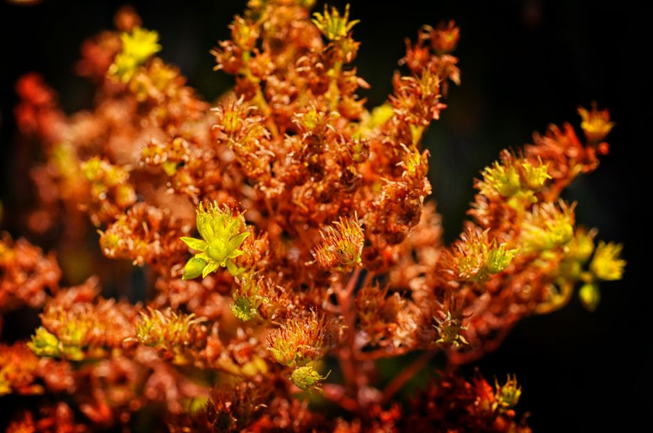 st john's wort — SUKHEE LEE