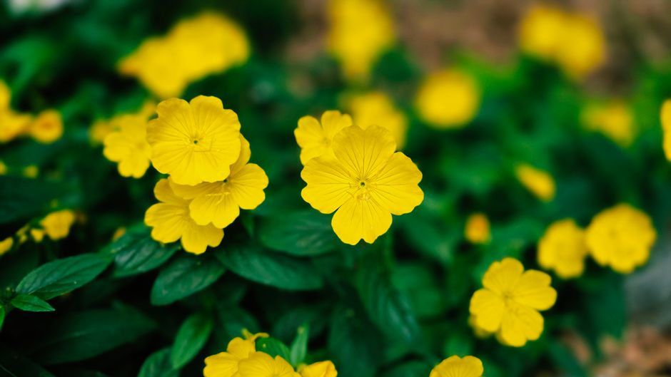 st john's wort — jinhee lee