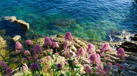 Cultivo de Valeriana officinalis