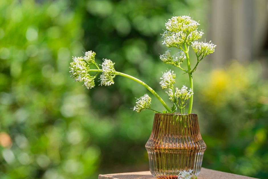 valerian plant — Ylanite Koppens