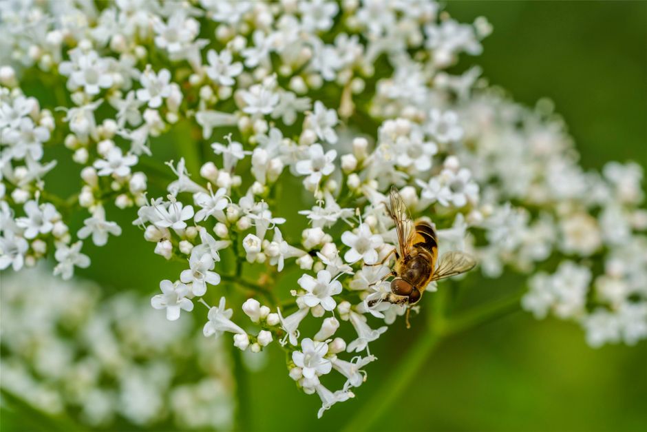 valerian plant — Susanne Jutzeler, suju-foto
